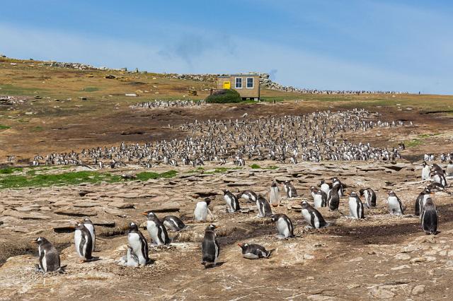 022 Falklandeilanden, New Island, ezelspinguins.jpg